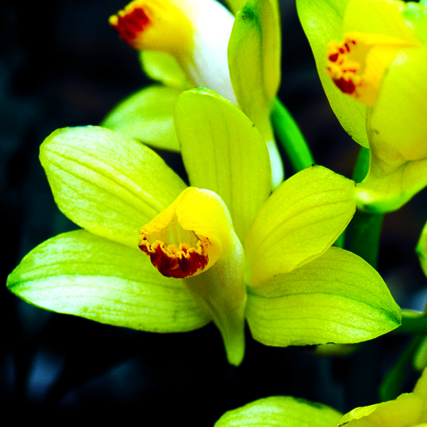 เอื้องพร้าวดอกเหลือง Phaius flavus (Bl.) Lindl.<br/>ORCHIDACEAE